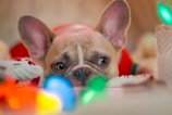 A fluffy French Bulldog puppy playfully chewing a colorful toy.