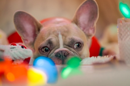 A cute French Bulldog with large, alert ears lies on a soft surface, surrounded by colorful, out-of-focus lights and a plush toy.