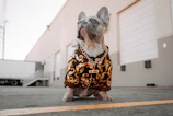 A stylish French Bulldog wearing a collar with a Rockwall County tag, sitting proudly on a wooden deck.