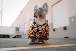 A French Bulldog wearing an ornate black and gold patterned shirt and a gold chain with a name tag. The dog sits outdoors on a paved area in front of a large industrial building with high walls and garage doors.