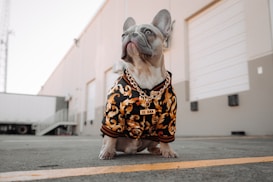 A French Bulldog wearing an ornate black and gold patterned shirt and a gold chain with a name tag. The dog sits outdoors on a paved area in front of a large industrial building with high walls and garage doors.