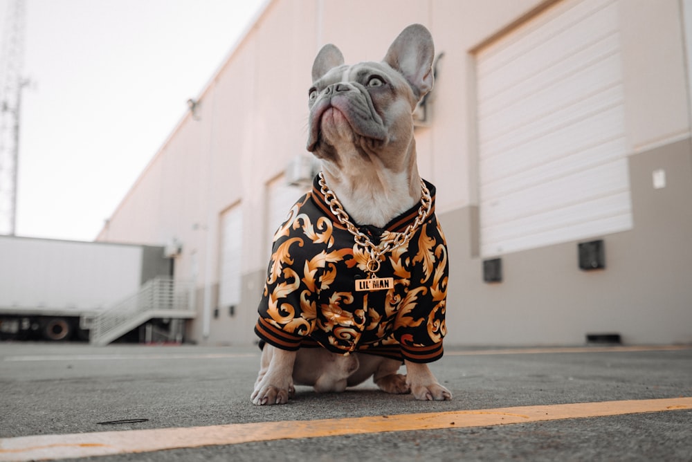 brown and white short coated small dog wearing black and brown leopard print shirt