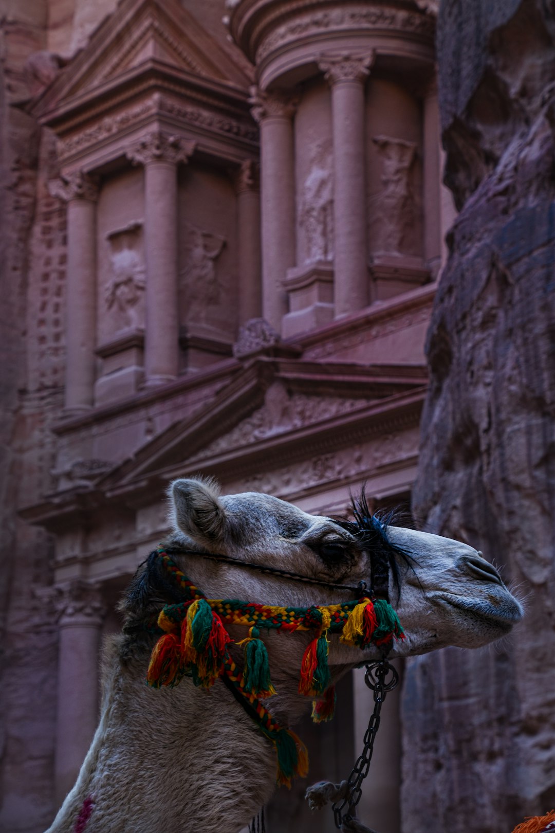 white camel in front of brown concrete building during daytime
