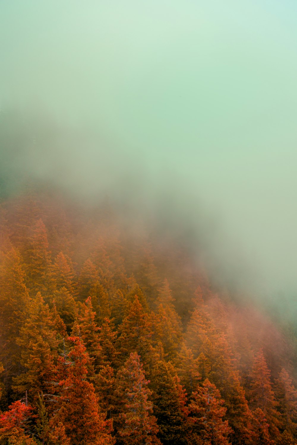 red and green trees under white sky