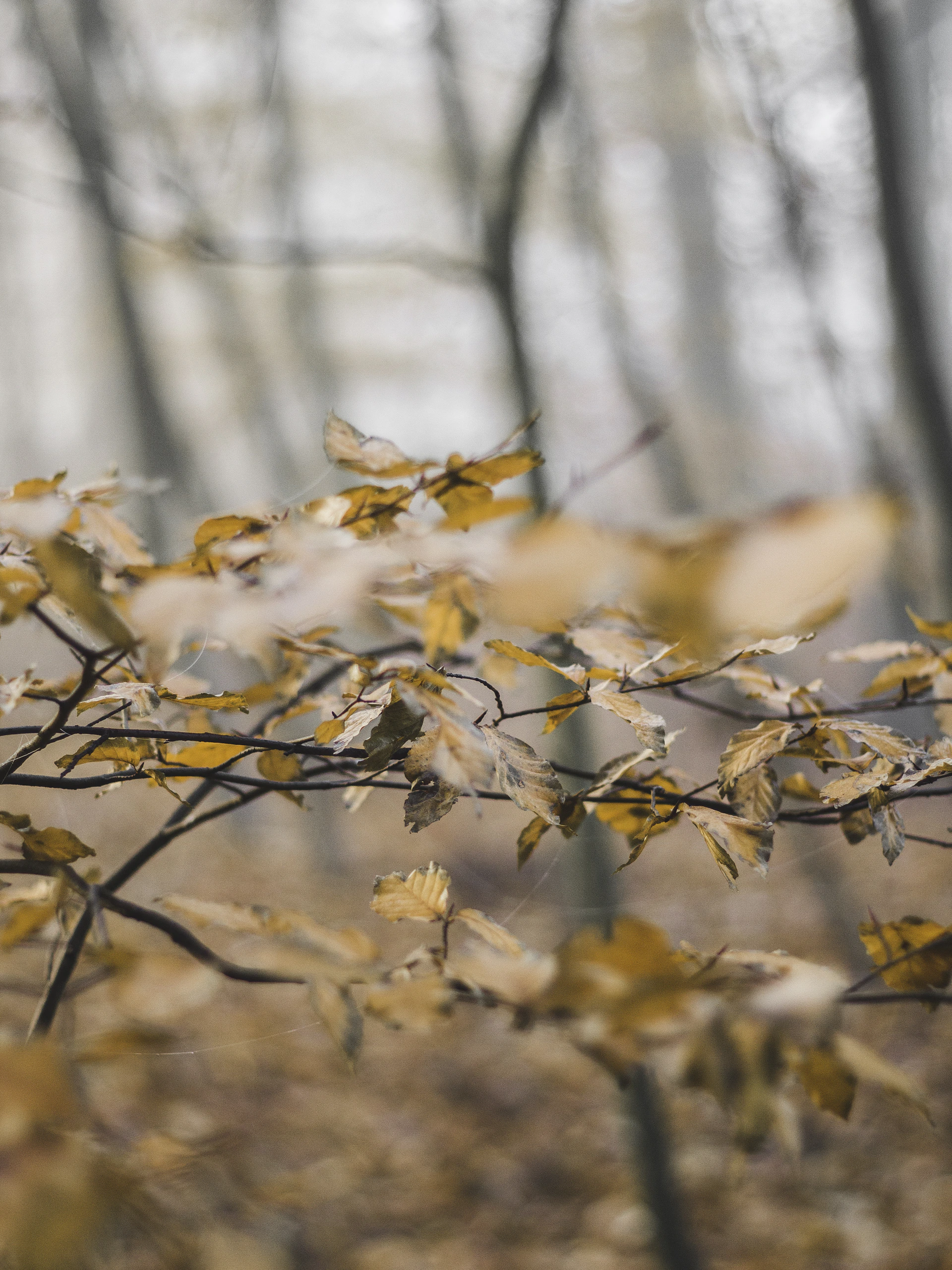 brown leaves on tree branch