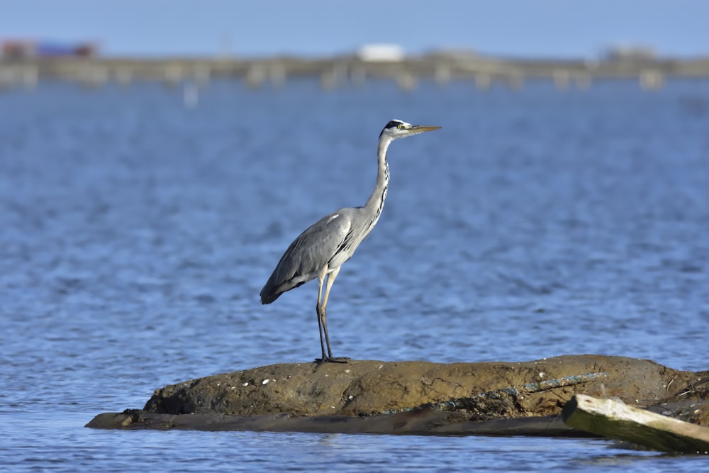 grey heron on brown rock near body of water during daytime