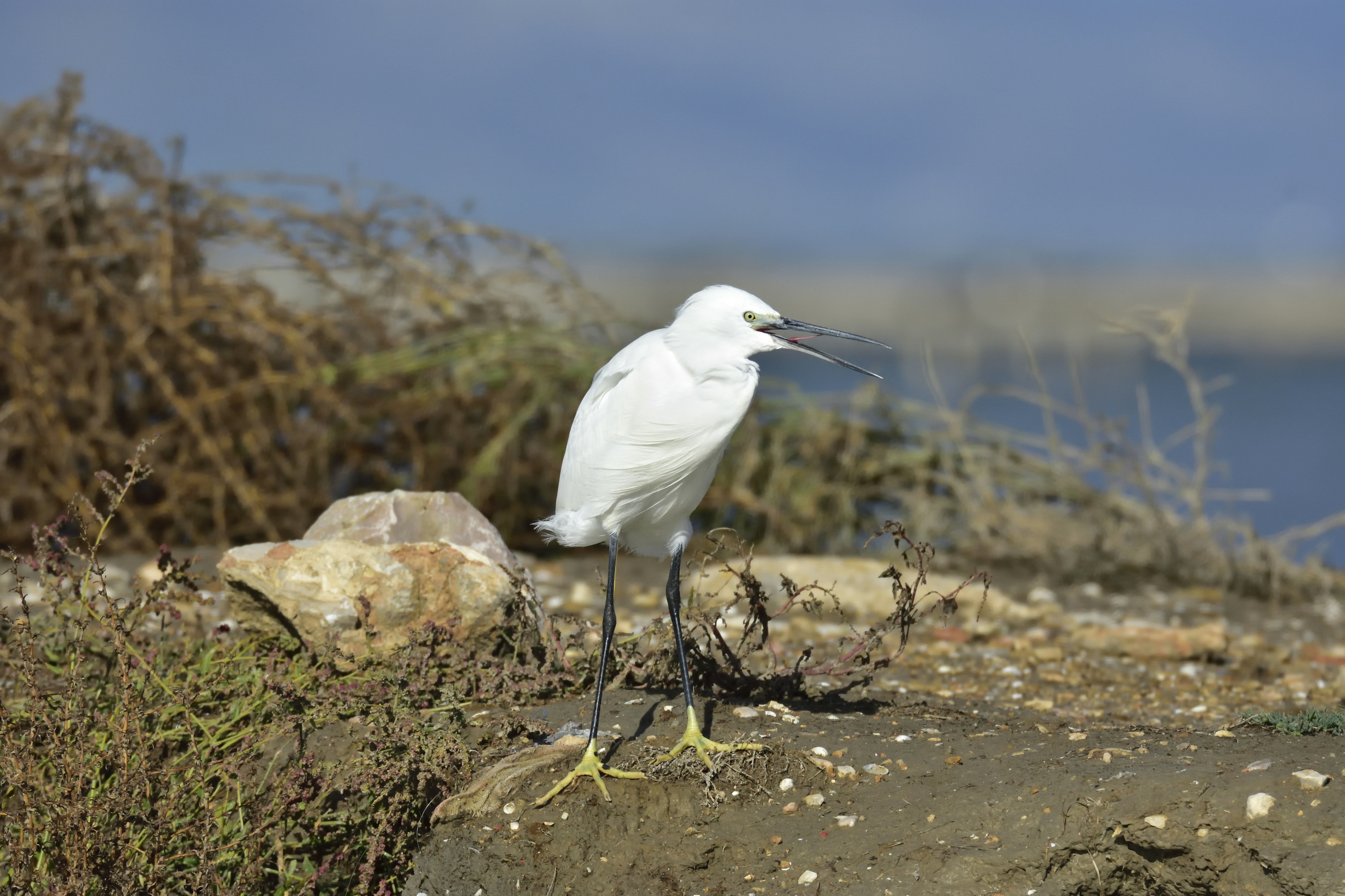 pájaro blanco en roca marrón durante el día