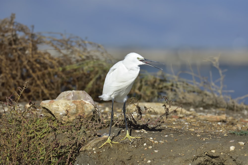 white bird on brown rock during daytime