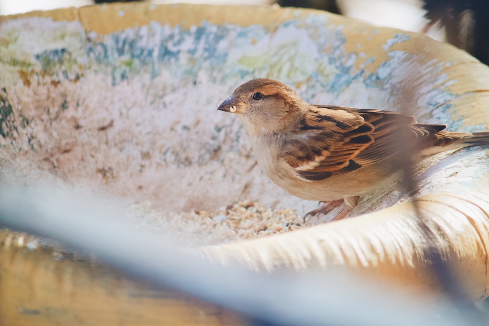 brown and white bird on white textile