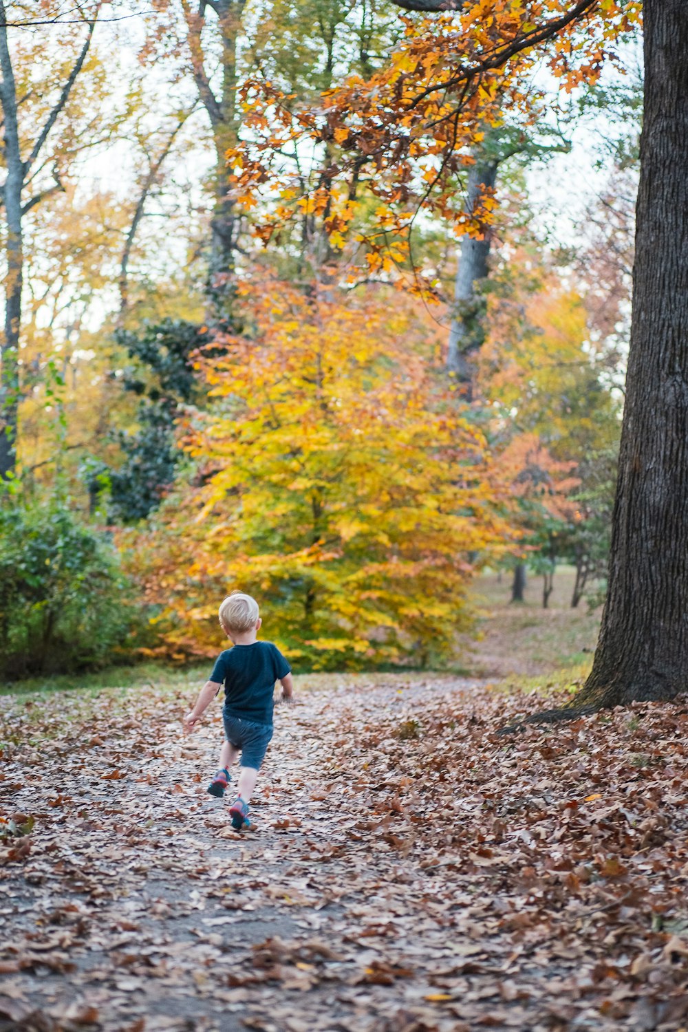 bambino in giacca blu che cammina sulle foglie marroni sul terreno circondato da alberi durante il giorno