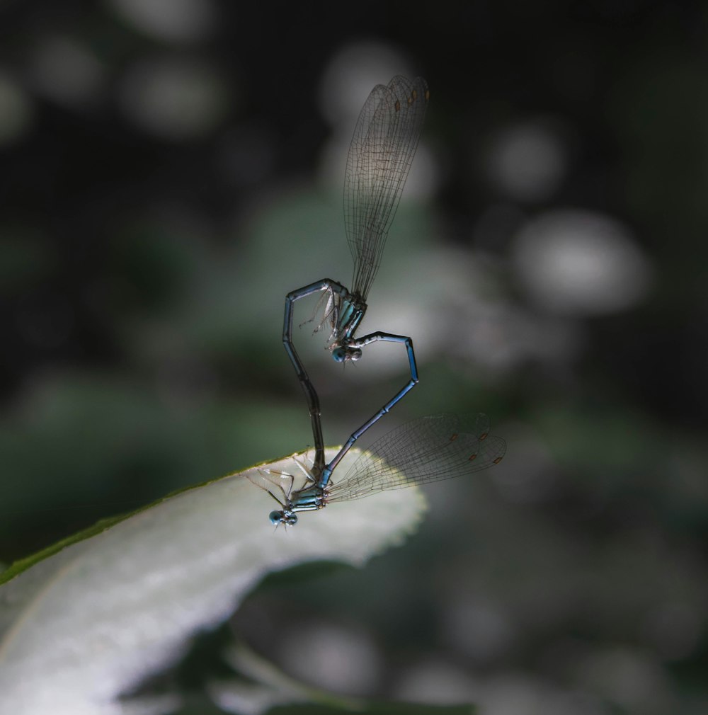 water droplet on white leaf