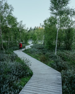 A winding wooden pathway leads through lush, green vegetation, surrounded by tall trees. A person wearing a red jacket and carrying a backpack walks along the path, adding a sense of exploration and adventure. The scene conveys a tranquil and serene natural environment.
