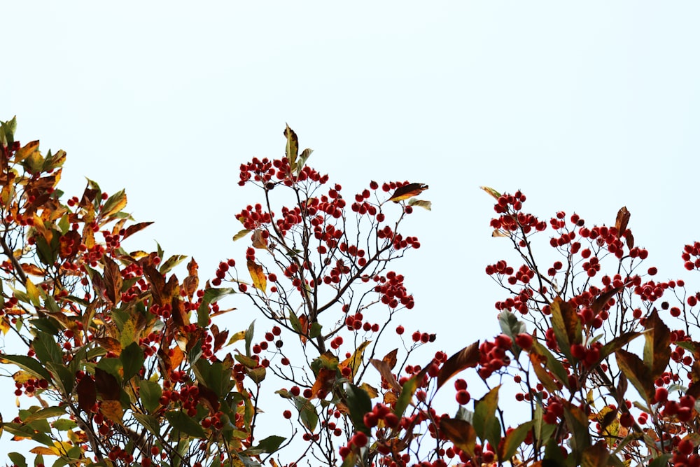 red and green leaves during daytime