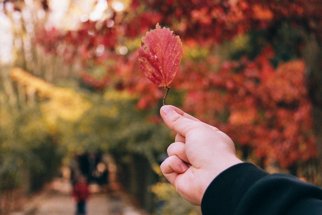 person holding red maple leaf