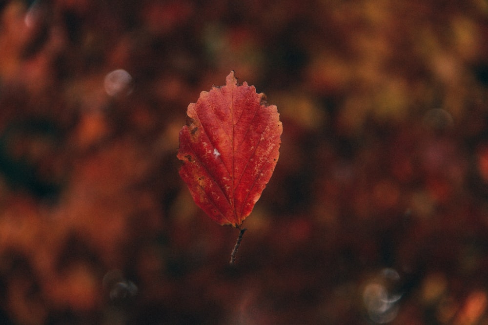 red maple leaf in close up photography