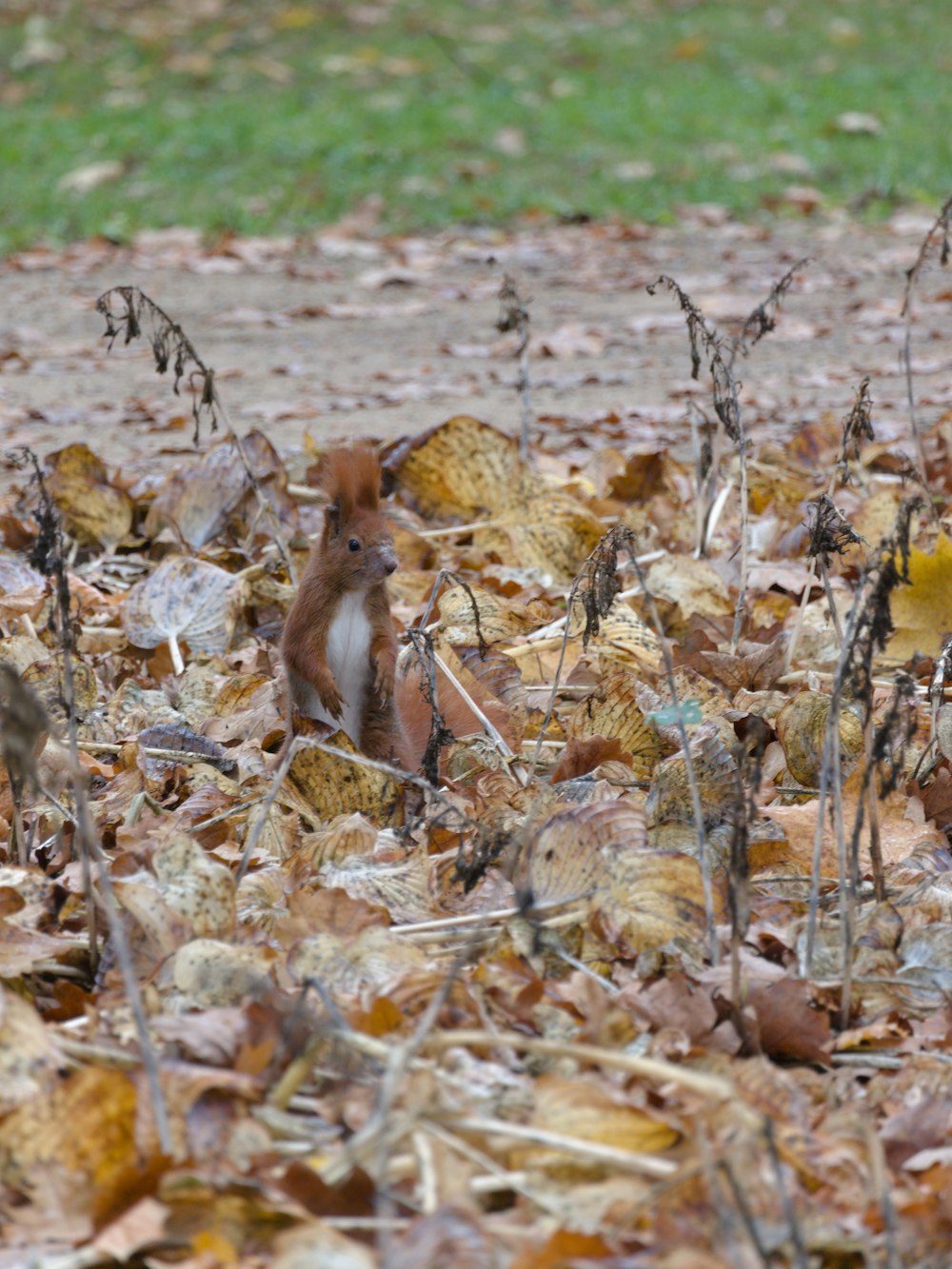 Braunhörnchen auf braunen getrockneten Blättern tagsüber