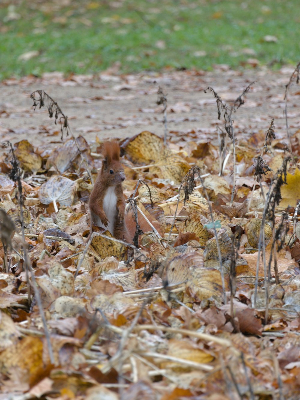 brown squirrel on brown dried leaves during daytime