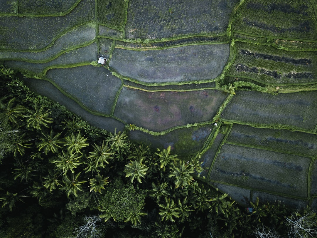 green moss on black soil