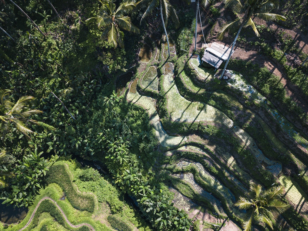 Drove view Bali landscape with jungle and rice terraces - Photo by Szabolcs Toth | best digital marketing - London, Bristol and Bath marketing agency