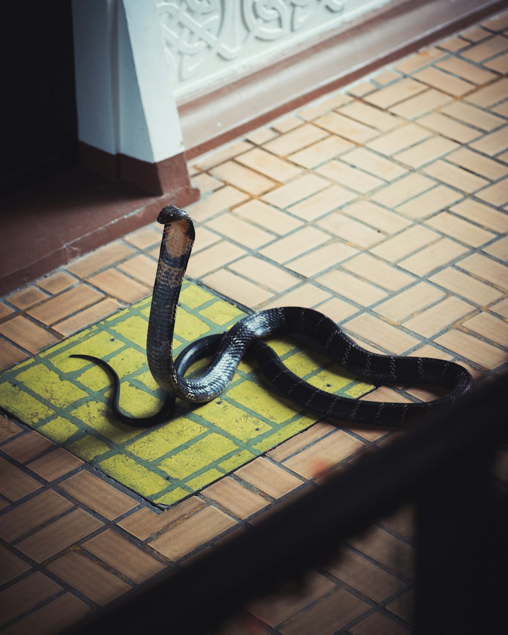 serpente nero e giallo su pavimento marrone