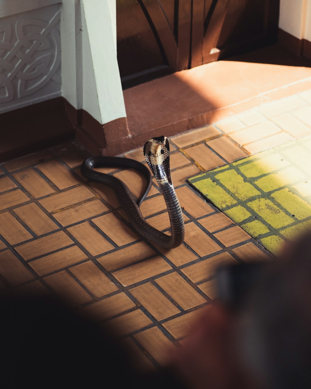 black and brown snake on brown floor