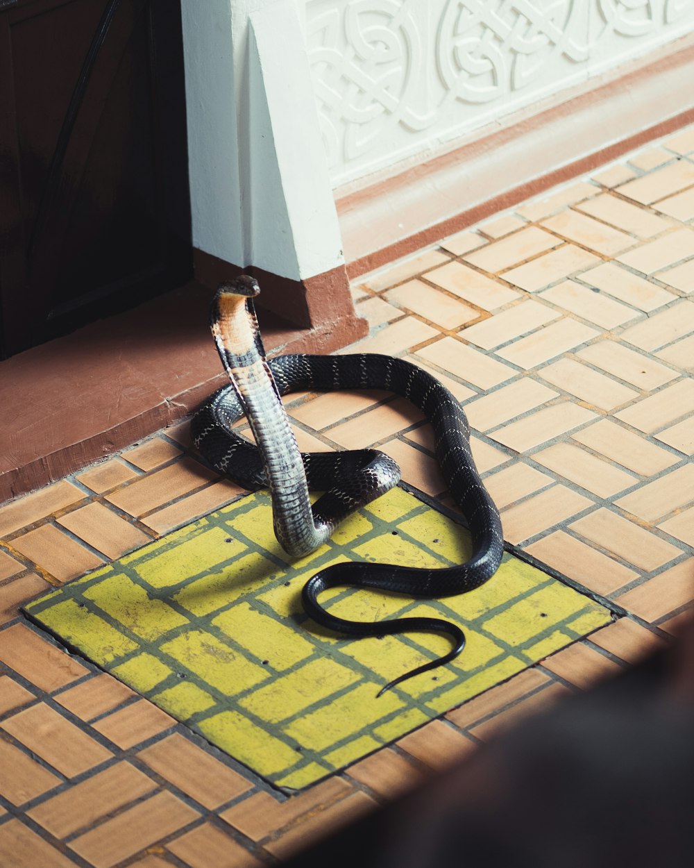 black and white snake on brown floor