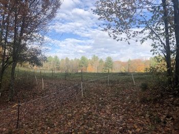 A serene autumn landscape features a path covered with fallen leaves, surrounded by trees with sparse foliage. The sky is partially cloudy, casting a soft, diffused light over a grassy field enclosed by a wire fence in the distance. Various shades of green, orange, and brown dominate the scene.
