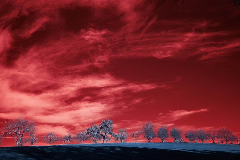 trees under blue sky during daytime