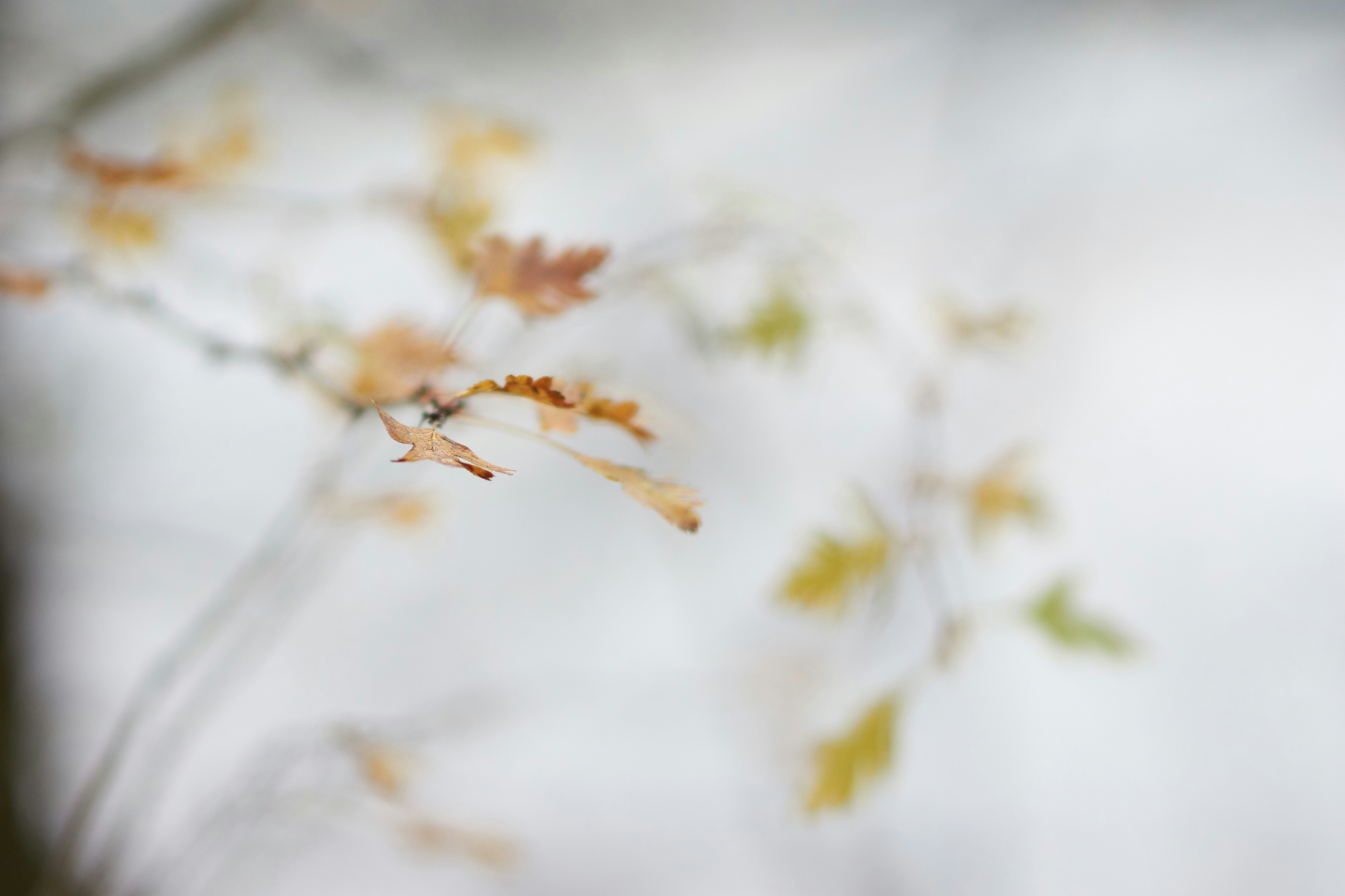 Photo by wolfgang_hasselmann