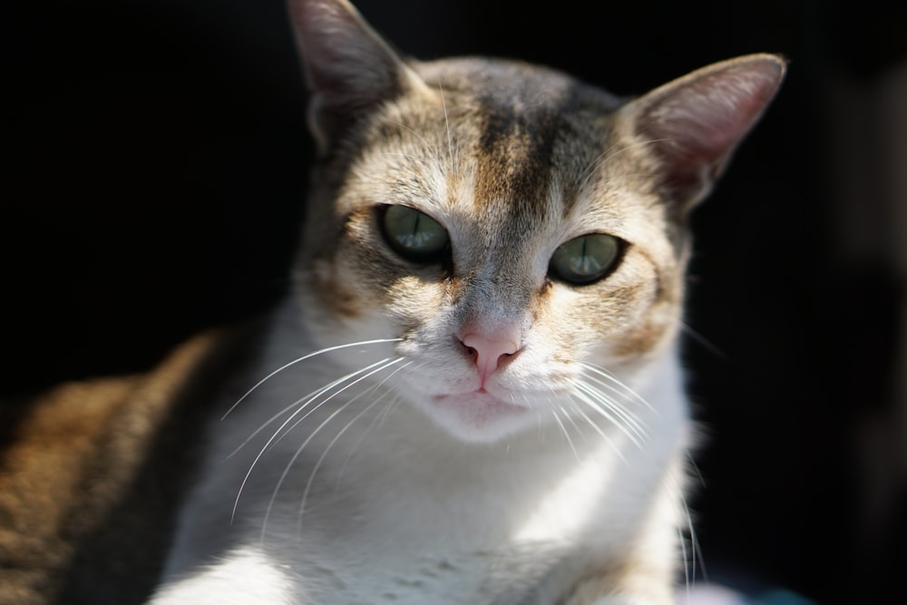 brown and white cat with black background