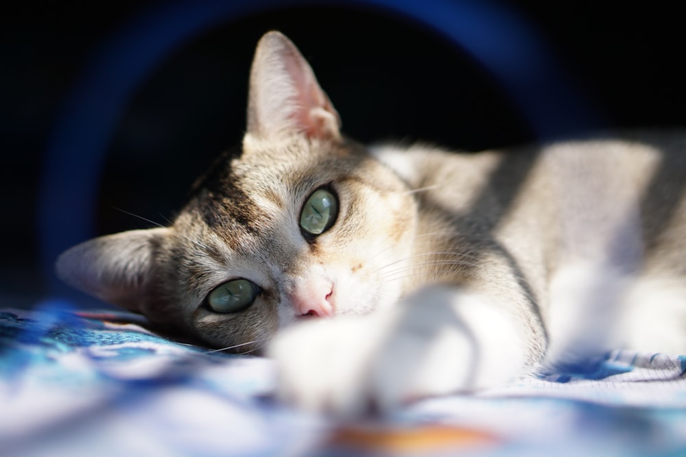 white and brown cat lying on blue and white textile