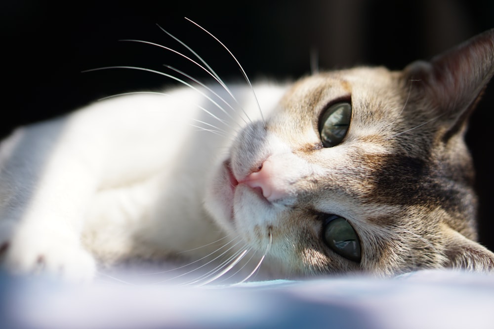 white and brown cat lying on white textile