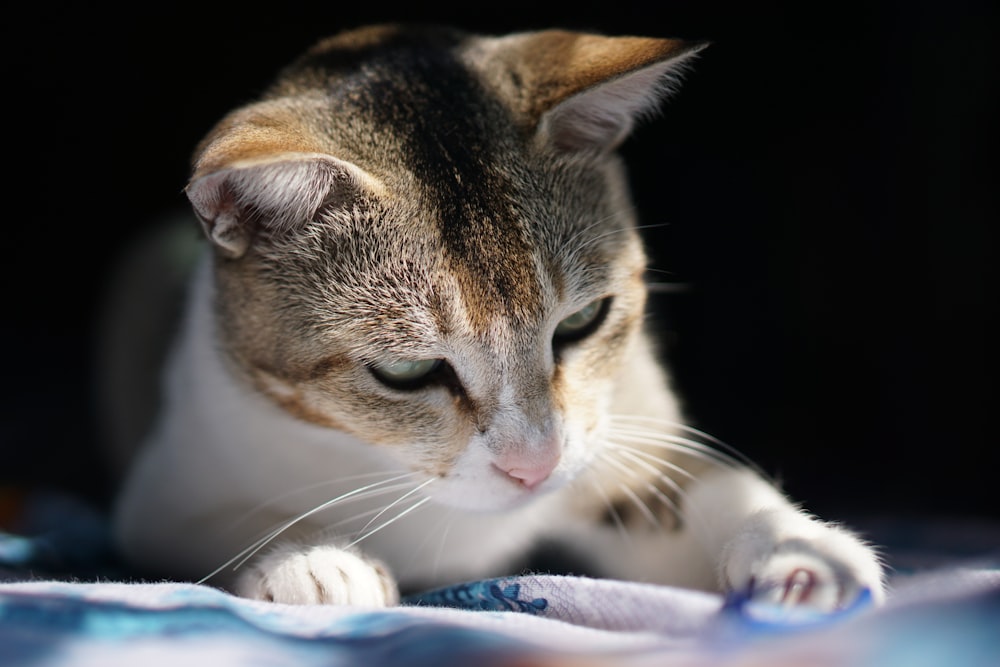 white and brown tabby cat