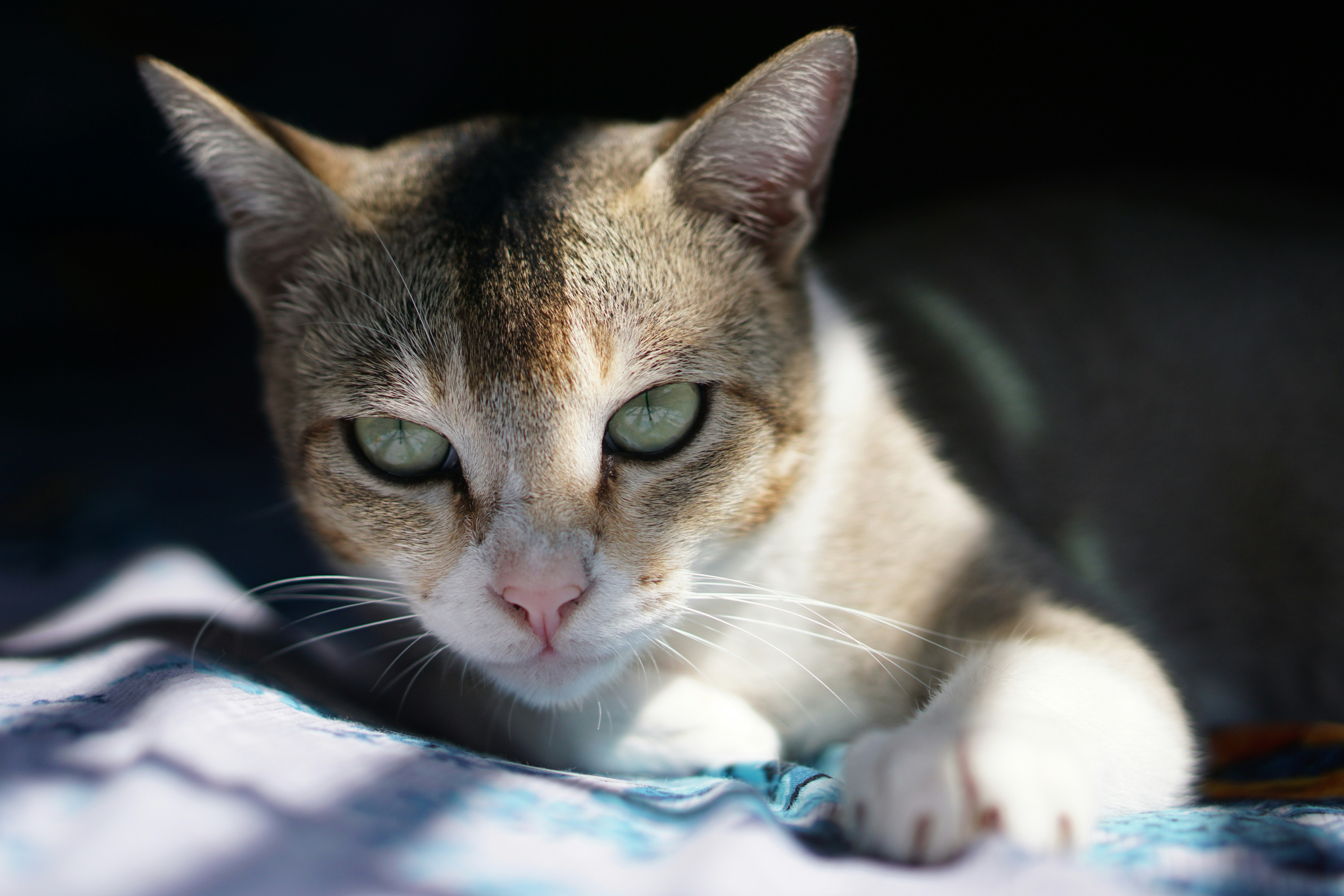 Photo by the_ahnafpiash