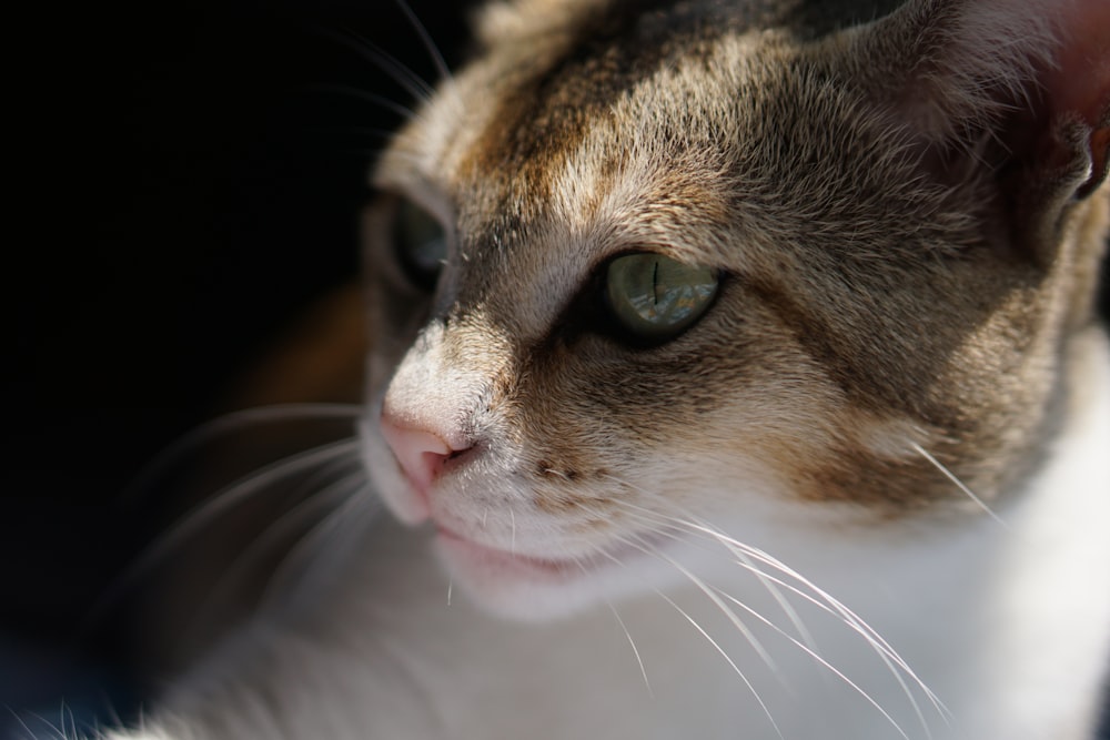 brown and white tabby cat