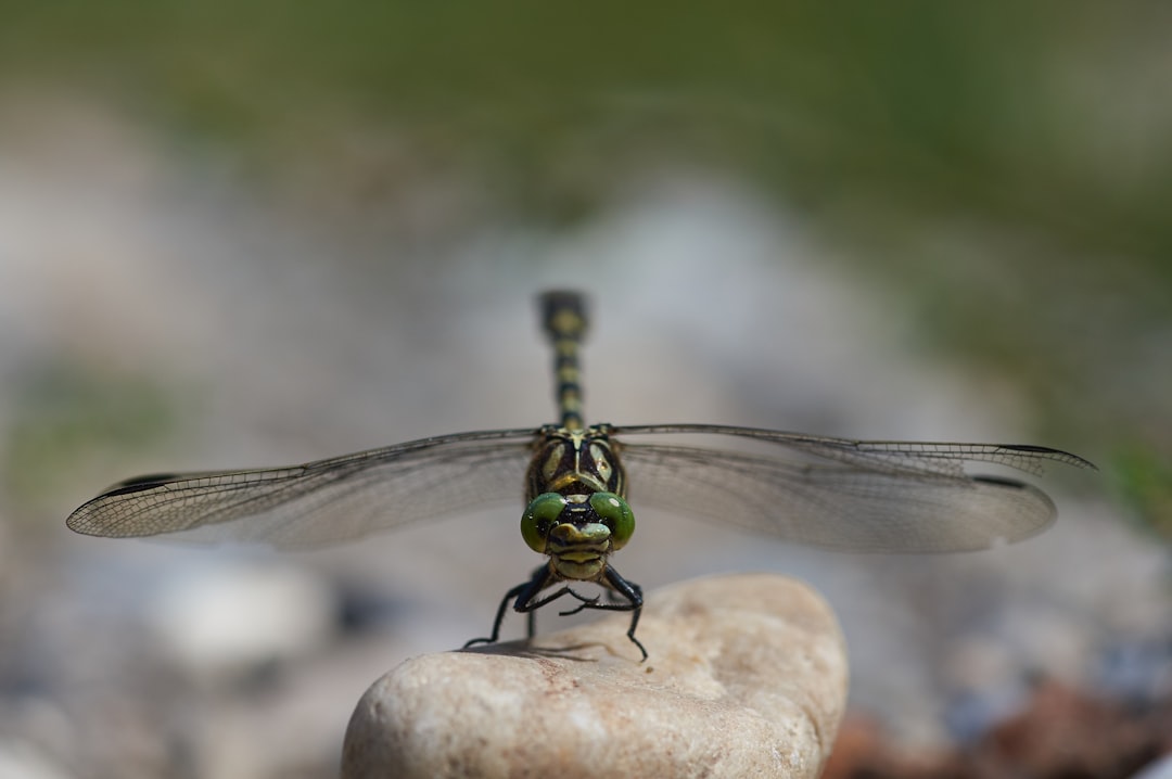 green and black dragonfly on white stone