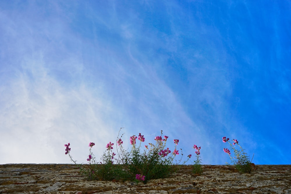 pink flowers on green grass under blue sky during daytime