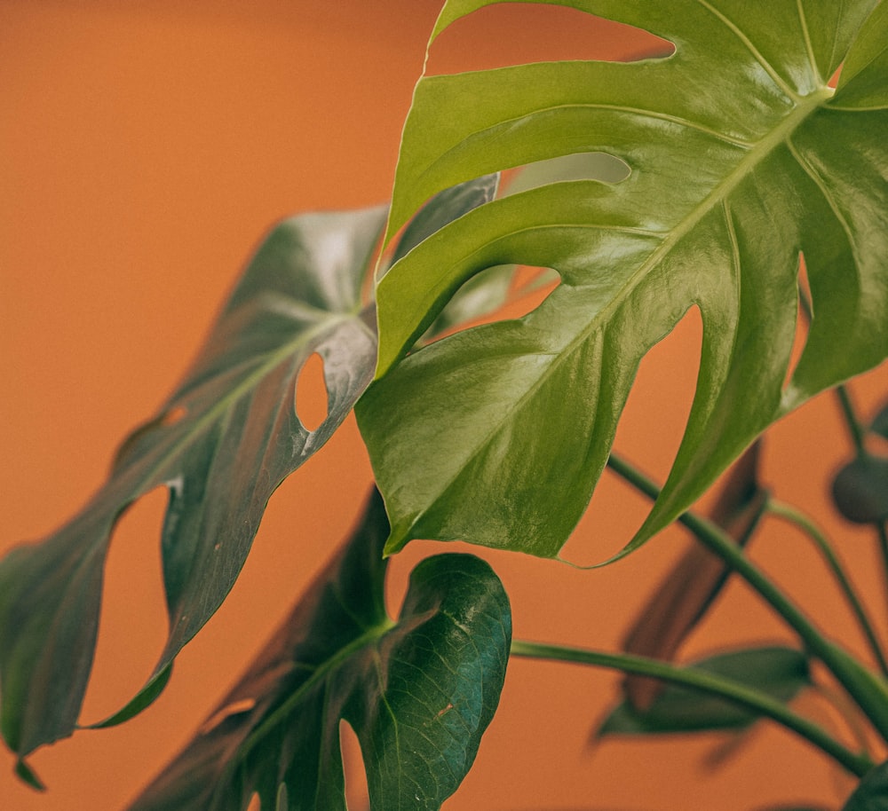 green leaves in orange background