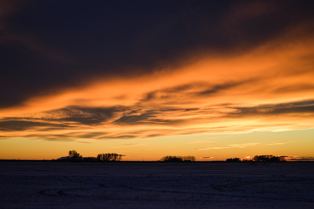 silhouette of trees during sunset