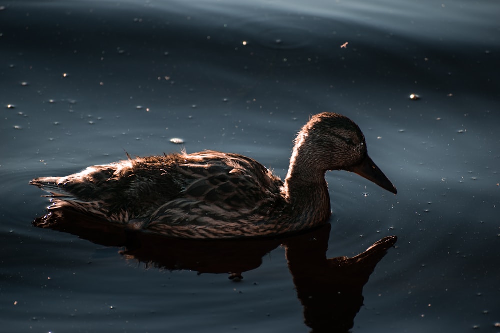 brown duck on water during daytime