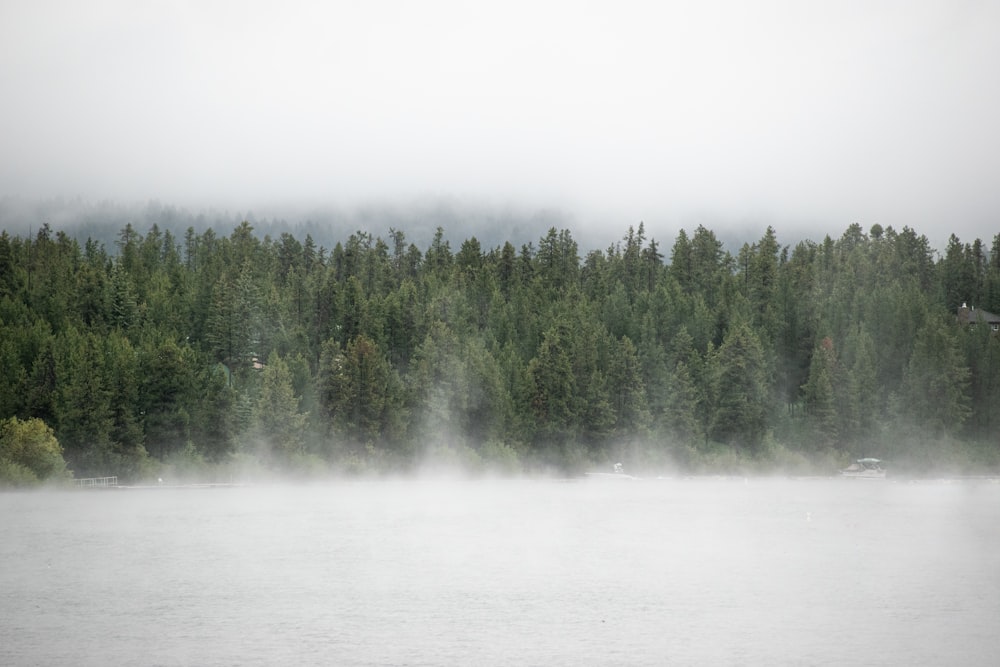 green pine trees covered with fog