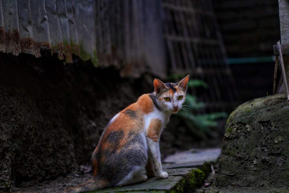 orange and white cat on black rock