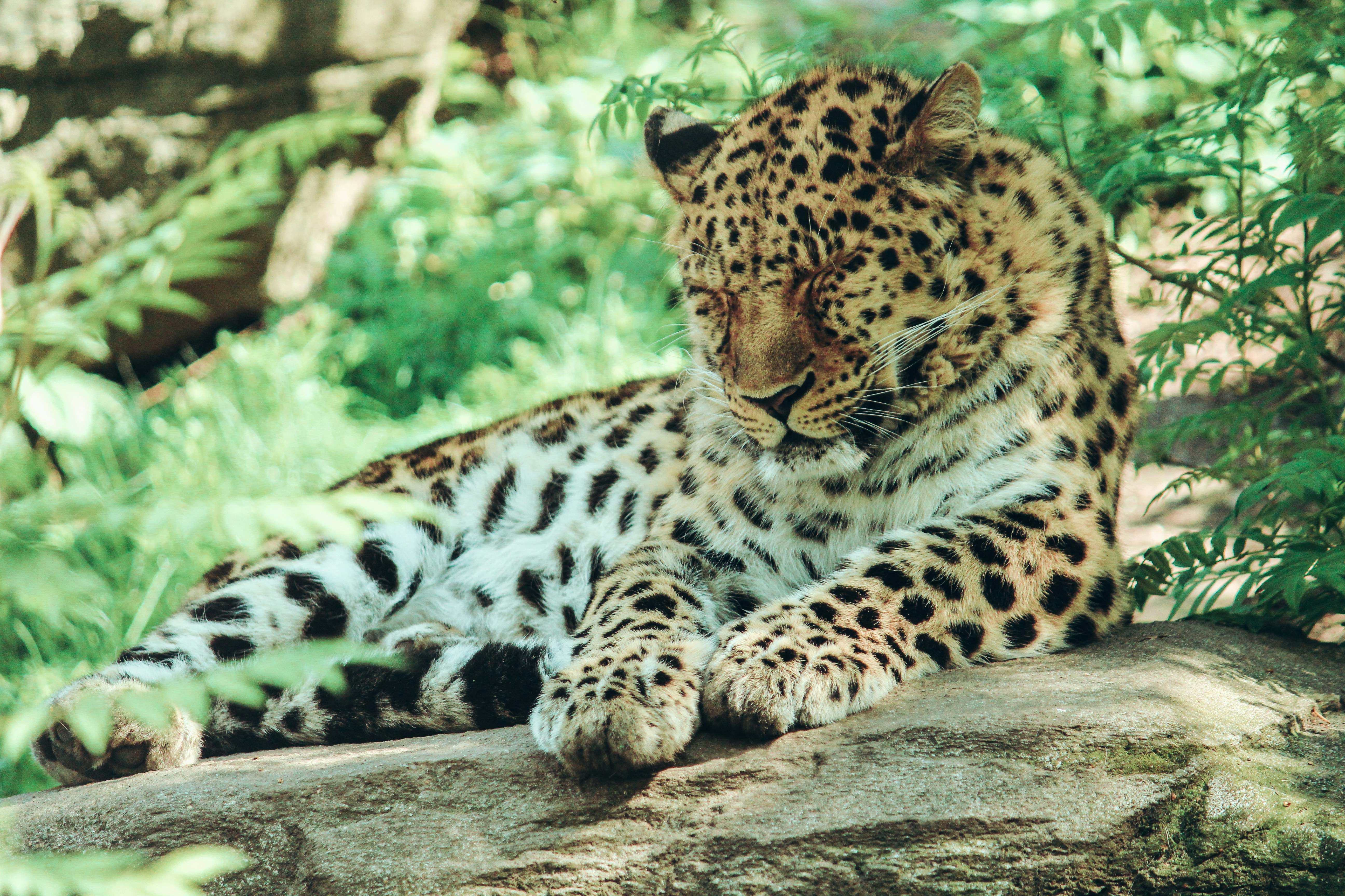 Echoes of Extinction (image credits: unsplash)