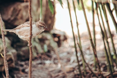 brown bird on brown tree branch during daytime