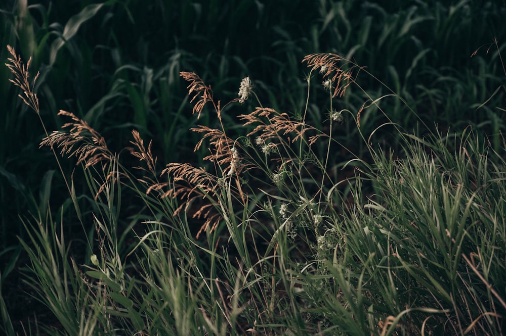 brown wheat plant during daytime