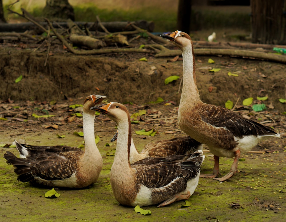 flock of geese on green grass during daytime
