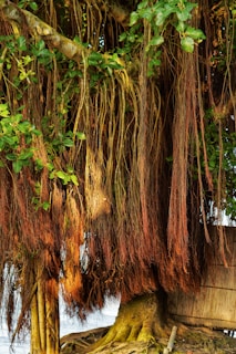 Wide shot of a sprawling banyan tree with aerial roots embracing the earth