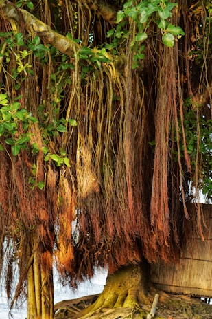 A warm photo of a village elder sharing stories with children under a large banyan tree.