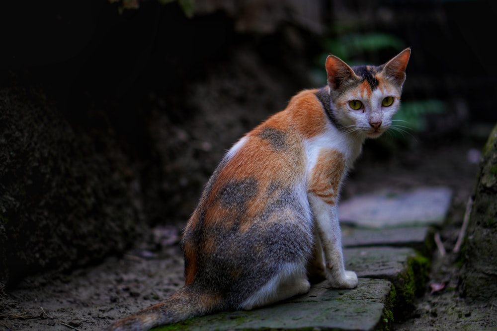 orange and white cat on gray concrete floor