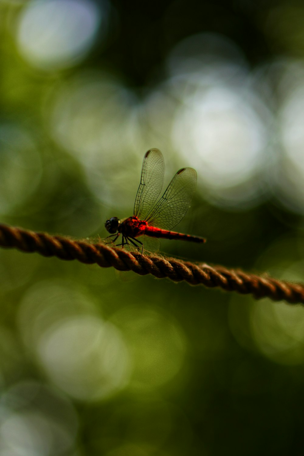 libellula marrone e nera su stelo marrone in lente tilt shift